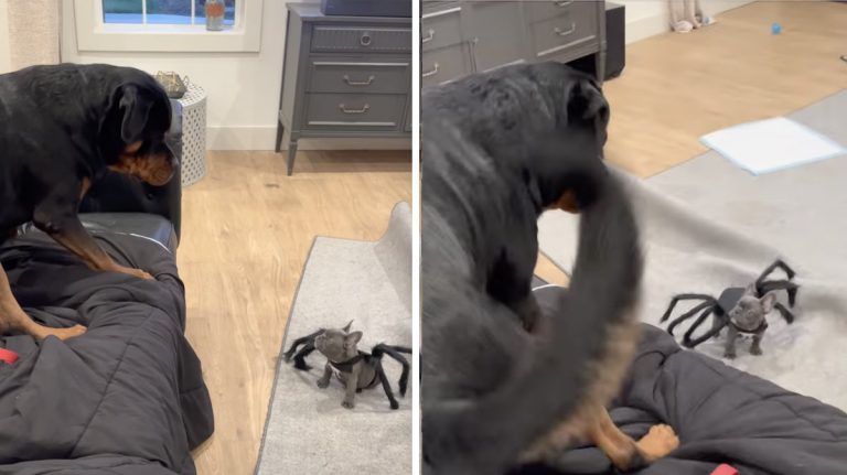 Rottweiler Gets ‘Scared’ When Puppy Wearing Spider Costume Chases Him