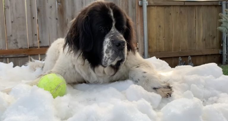 Dying Dog Enjoys One Last Roll In Snow Bank Thanks To Ice Rink