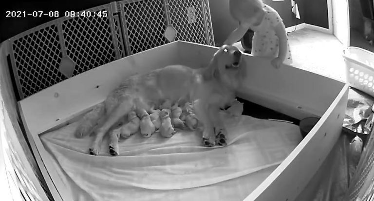 Toddler Sneaks Into Room To Say Goodnight To Dog Nursing Her Puppies