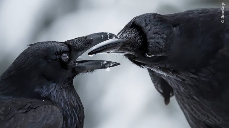 Breathtaking Photos From Wildlife Photographer of the Year Winners Spotlight Animals Around The Globe