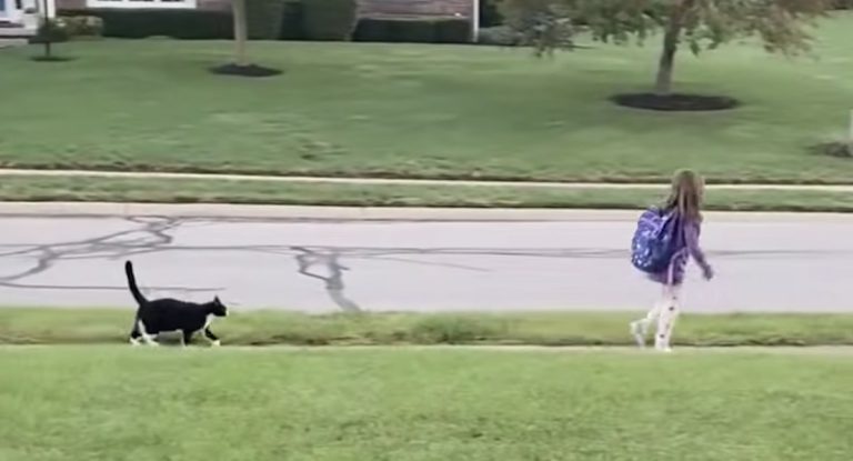 Sweet Rescue Cat Walks Girl To School Bus Every Morning