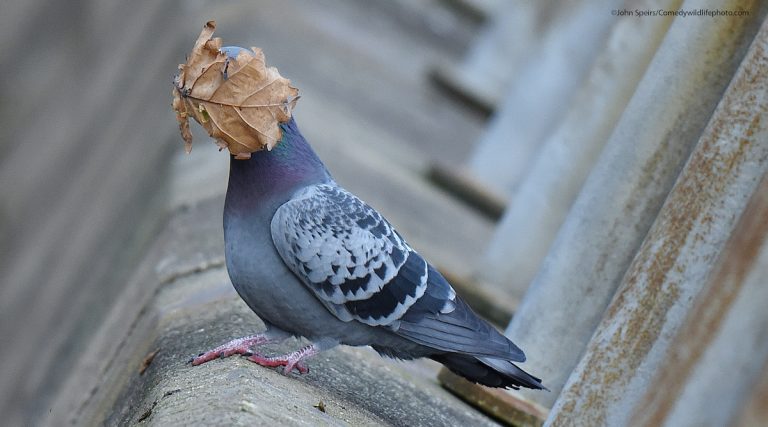 Deserving Of A Laugh: Winners in Comedy Wildlife Photography Awards Announced