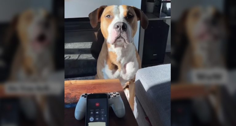 Dog Prank Calls Local Pet Store And Employee Has Best Reaction