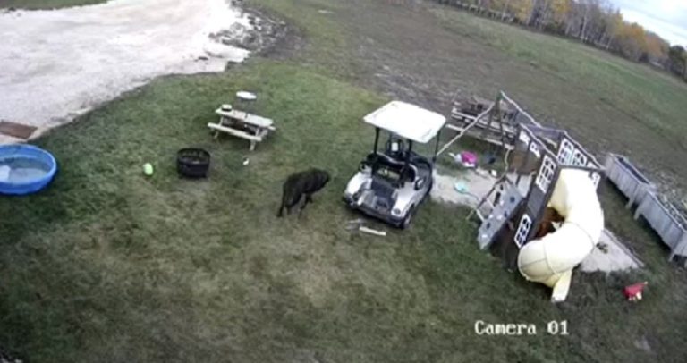Security Camera Captures Dog Taking Golf Cart For A Joy Ride