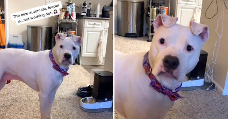 Dog Voices Her Disapproval Of The New Automatic Feeder