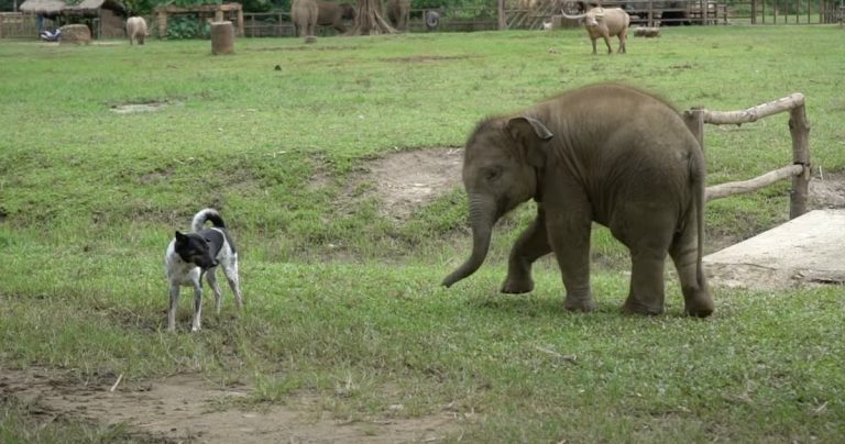 Rescued Baby Elephant Adorably Tries To Befriend Dog