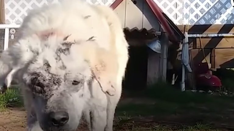 Dog Attacked By Coyotes and Abandoned By Owners Only Had DogHouse For Shelter
