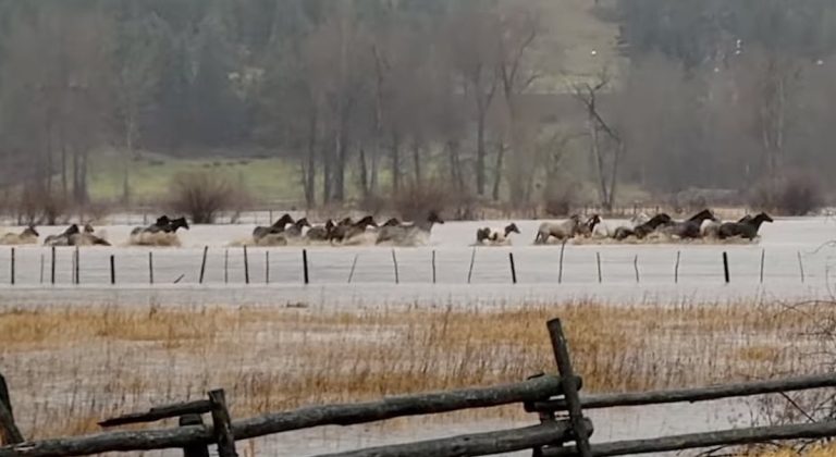 Cowboy In Motorboat Rescues 29 Horses From Raging Floodwaters