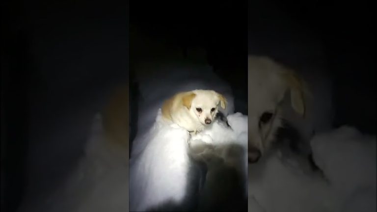 Rescue Dog Finds Chihuahua Lost In Snow For Three Days