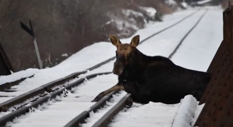 700-Pound Moose Trapped On Railroad Bridge Gets Rescued