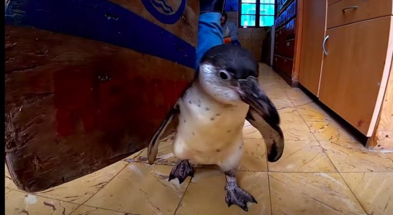 Baby Penguin Must Overcome Her Fear Of Water To Survive