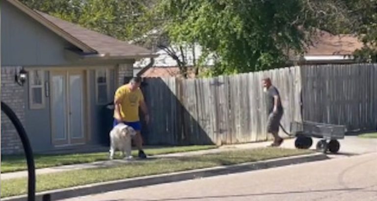 Neighbor’s Kind Gesture Helps Senior Dog Struggling to Walk Get Home