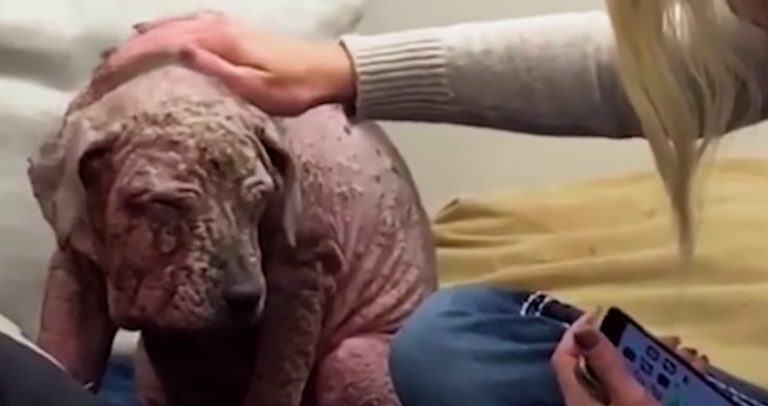 Mange-Riddled Puppy Transforms Into Wonderful Dog Thanks To Rescuer’s Encouragement