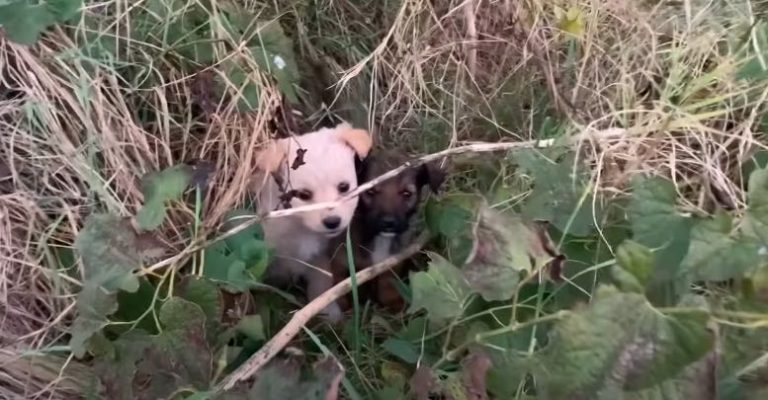 Shelter Dogs Help Rescue Abandoned Puppies