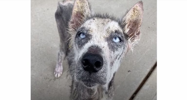 Rescued Husky Who Wouldn’t Howl Finds His Voice With Foster Family