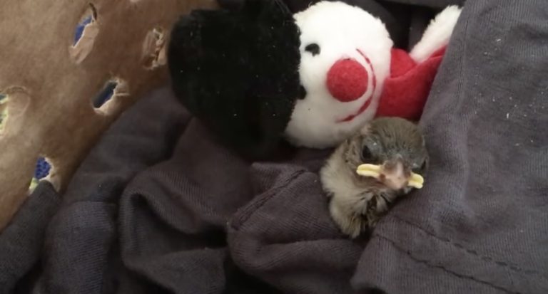Couple Rescues Baby Sparrow Who Becomes Part Of Their Family