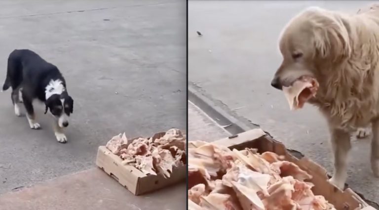 Kind Butcher Leaves Leftovers Outside Shop For Stray Dogs