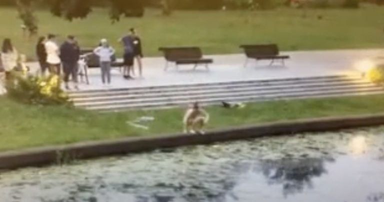 Good Samaritan Saves Kittens Thrown Into River By Cruel Woman