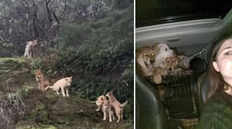 7 Dogs Saved From Mountain Highway Create Happy Chaos In Rescuer’s Home