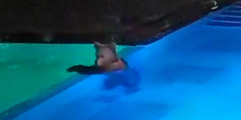 Bear Sneaks Into Public Pool Every Night For A Swim