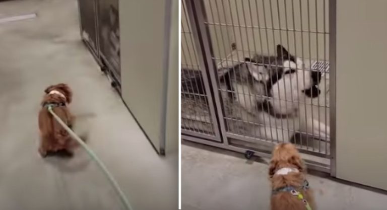 Dogs Are Super Excited To See Each Other Again After 18 Months Apart