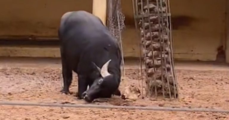 Clever Buffalo Flips Over Turtle Stuck On Its Back