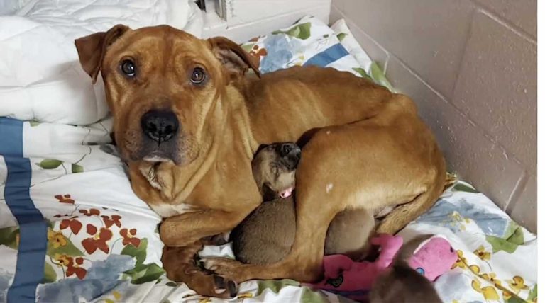 Mama Dog Found Starving and Cold So Grateful That Her Puppies Are Now Safe