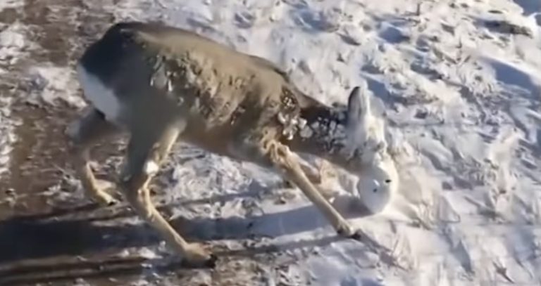 Deer Frozen In Snow Freed By Kind People