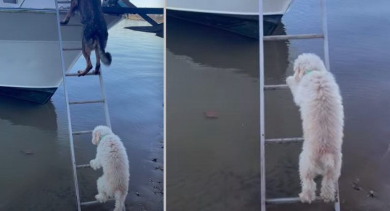 Small Rescue Dog Climbs Ladder, Overcomes Disability