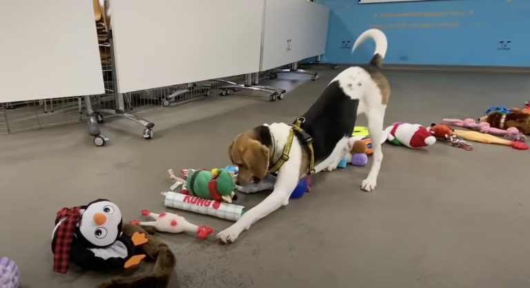 Shelter Dogs Getting To Choose Their Own Christmas Toy