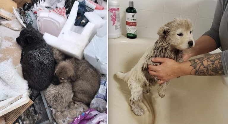 Litter of Puppies Rescued from Freezing Cold Garbage Dump Getting ‘Royal Treatment’