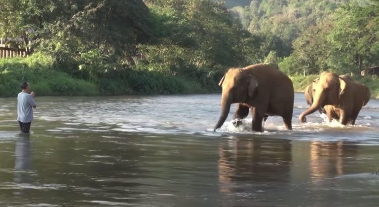 Elephants Rush To Welcome Home Human Friend After 14 Months Apart