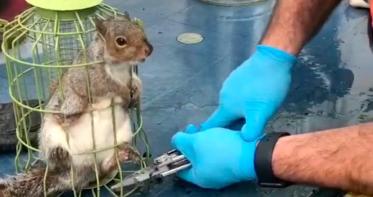 Squirrel Stuck in Bird Feeder Gets Fat Shamed