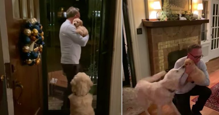 Dog Does The Sweetest Thing To Welcome New Puppy Home