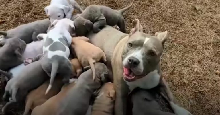 Couple Discover Their Foster Dog Is Pregnant With So Many Puppies