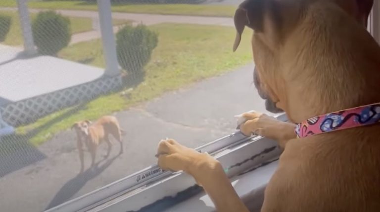 Lonely Pit Bull Befriends Cranky Senior Pittie