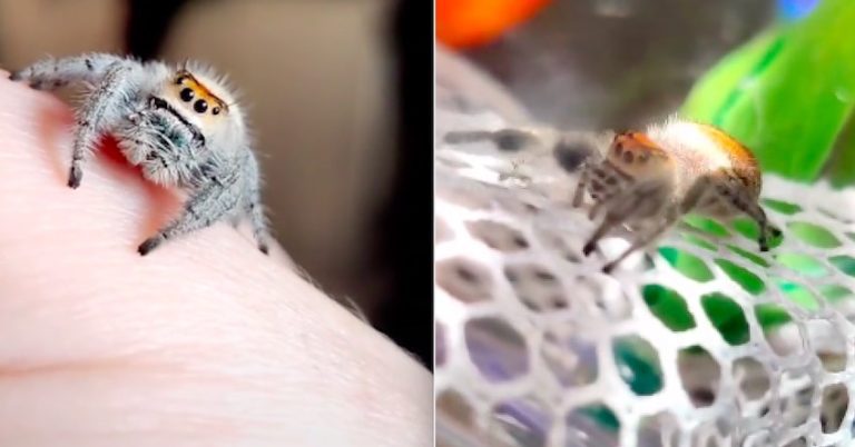 Woman Helps Her Old Spider Get To Favorite Cozy Spot