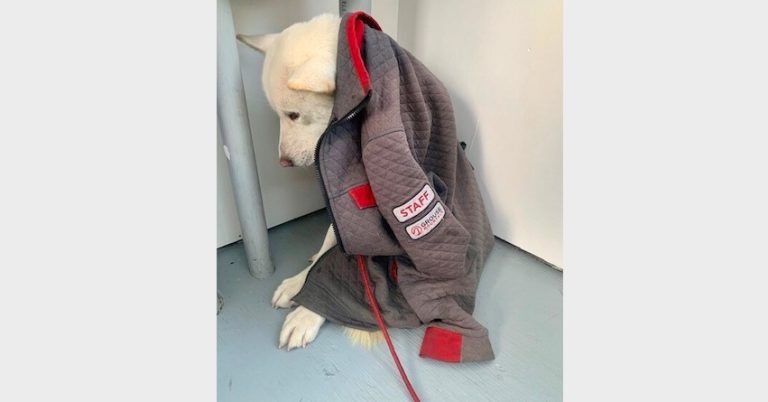 Jindo Dog Missing for 15 Days Found on Snowy Mountain Top