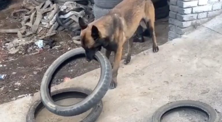 Clever Belgian Malinois Figures Out How to Carry Four Tires At Once