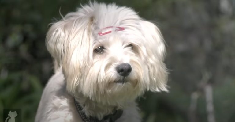 Pregnant Dog Dumped At Shelter Gets Her Happy Ending