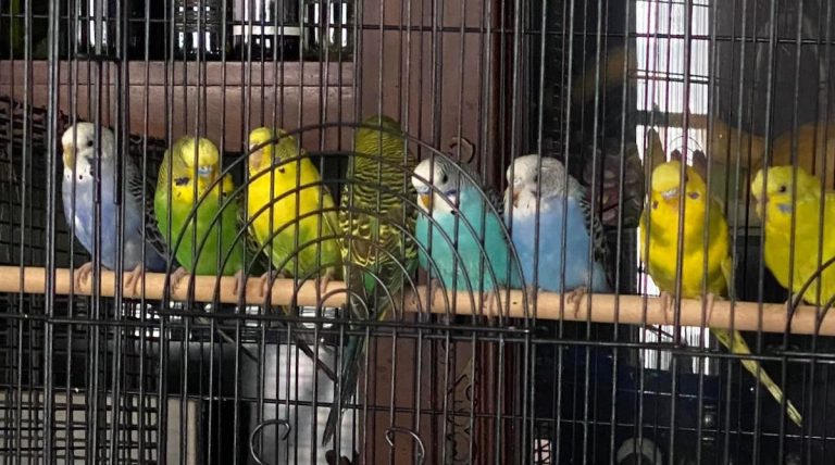 Detroit Animal Shelter Takes In Over 800 Parakeets From One Man’s Home
