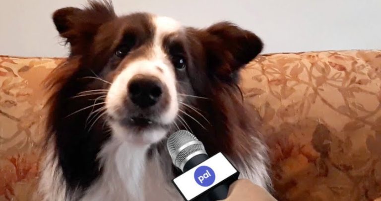 Pets Hilariously Answer What They Think About Christmas