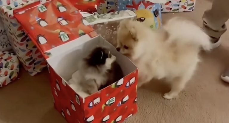 Pomeranian Receives Puppy as a Gift for Christmas