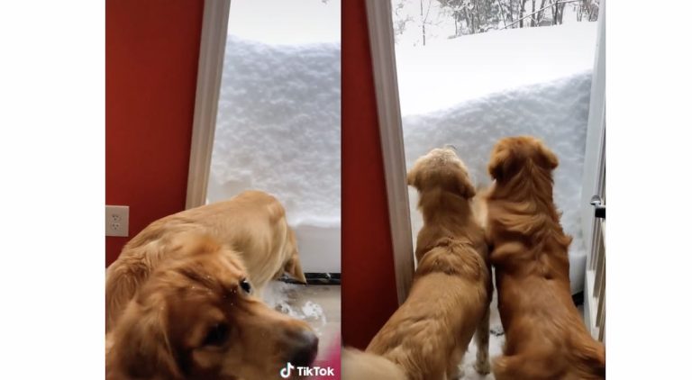 Adorable Golden Retrievers Go ‘Snow Swimming’ In Backyard