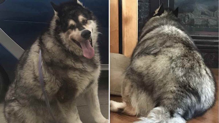 Senior Alaskan Malamute Who Was 100 Pounds Overweight Gets A Fresh Start