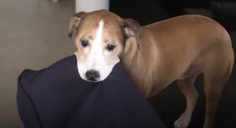 Anxious Dog Greets Mom With Pillows Every Morning