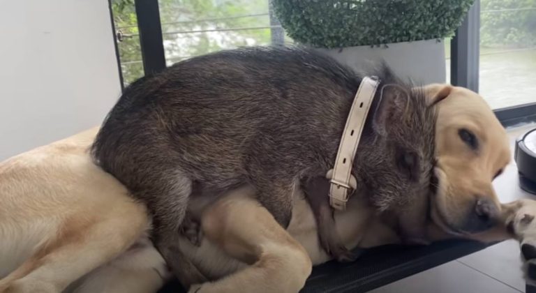 Baby Wild Boar Thinks Labrador Retriever Is Her Dad