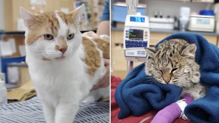 Homeless Cat Saves Wild Baby Bobcat’s Life
