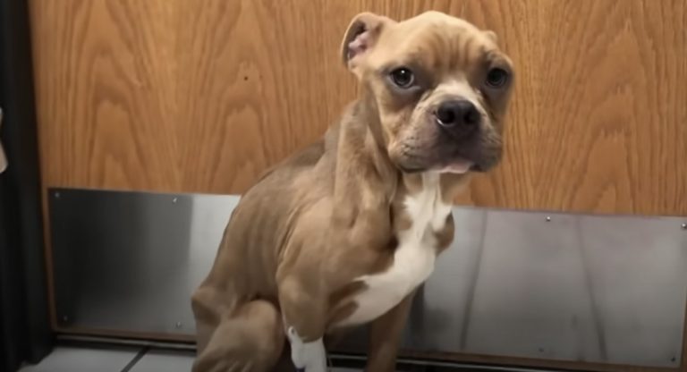 Dog Thrown Away In Dumpster Is So Proud And Happy Now