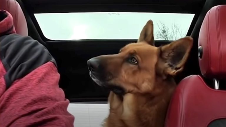 German Shepherd Understands Everything His Dad Tells Him